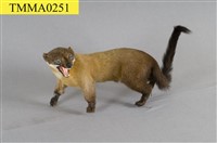 藏品(黃喉貂)的圖片